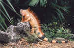 MexicoIguana1.BMP (693798 bytes)