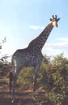 SouthAfricaGiraffe.BMP (685494 bytes)