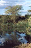 SouthAfricaKrugerTree.BMP (685494 bytes)